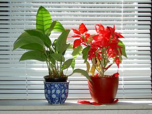 Best Apartment Blinds in Fountain Hills